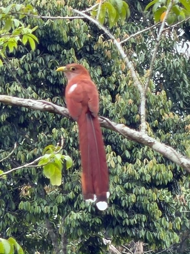 Common Squirrel-Cuckoo