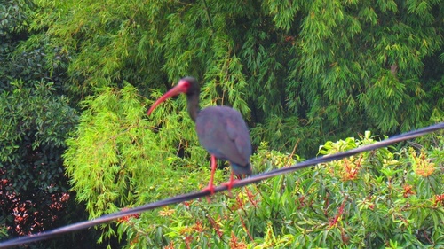 Bare-faced Ibis