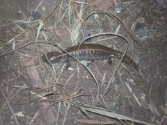 Salamandrella tridactyla