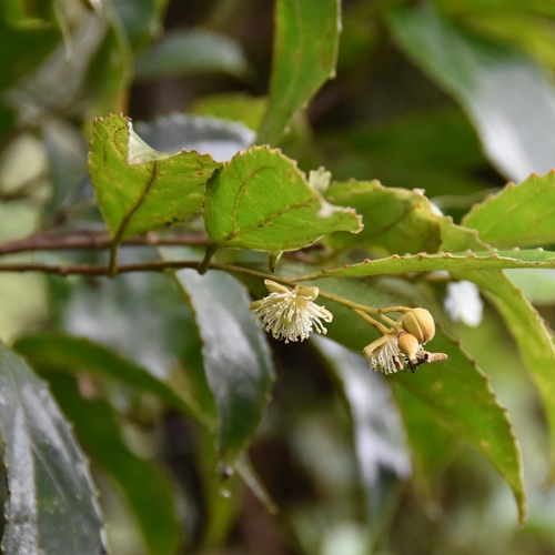 Mountain Ash (Macrohasseltia macroterantha)