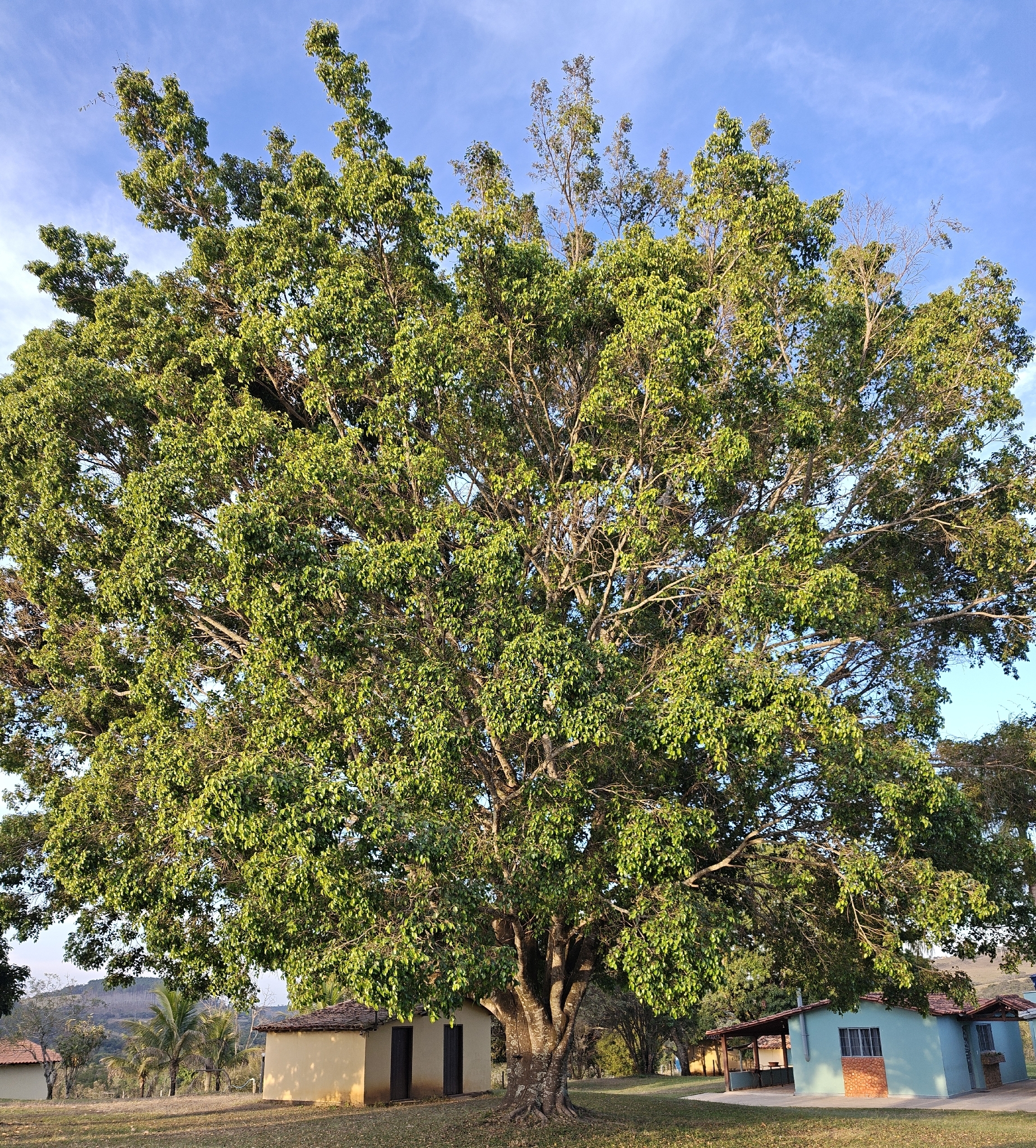 Ficus benjamina