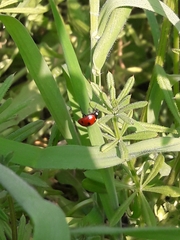 Coccinella septempunctata