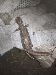 Salamandrella tridactyla