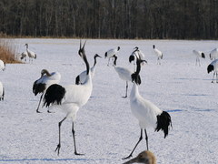 Grus japonensis
