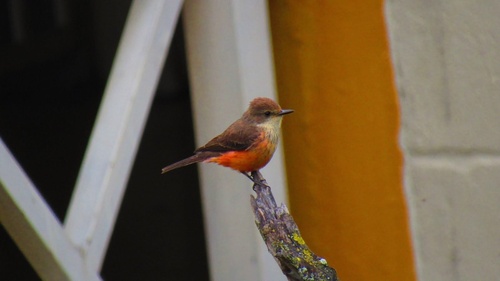 Vermilion Flycatcher