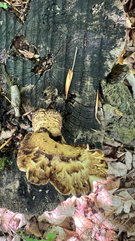Dryad's Saddle · May 2026 · photo: Photo: no rights reserved · iNaturalist