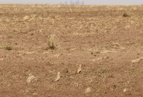 Tawny-throated Dotterel (Oreopholus ruficollis), photo 8