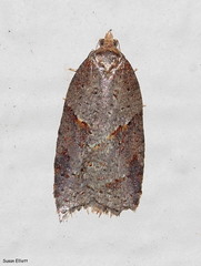 Acleris maccana