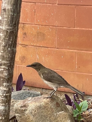 Black-billed Thrush