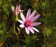 Pseudopodospermum papposum
