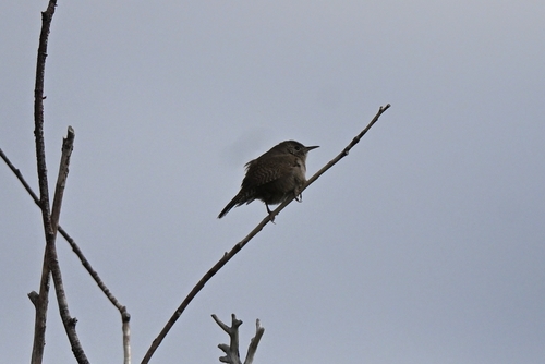 iNaturalist observation photo of Western House Wren