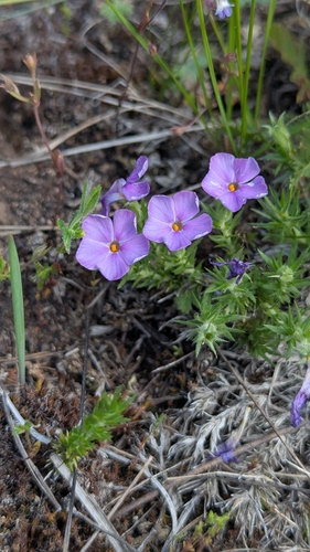 Phlox caespitosa, photograph 5