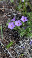 Phlox caespitosa, photograph author not stated, no rights reserved