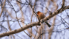 Fringilla coelebs
