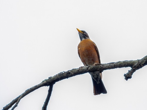 American Robin