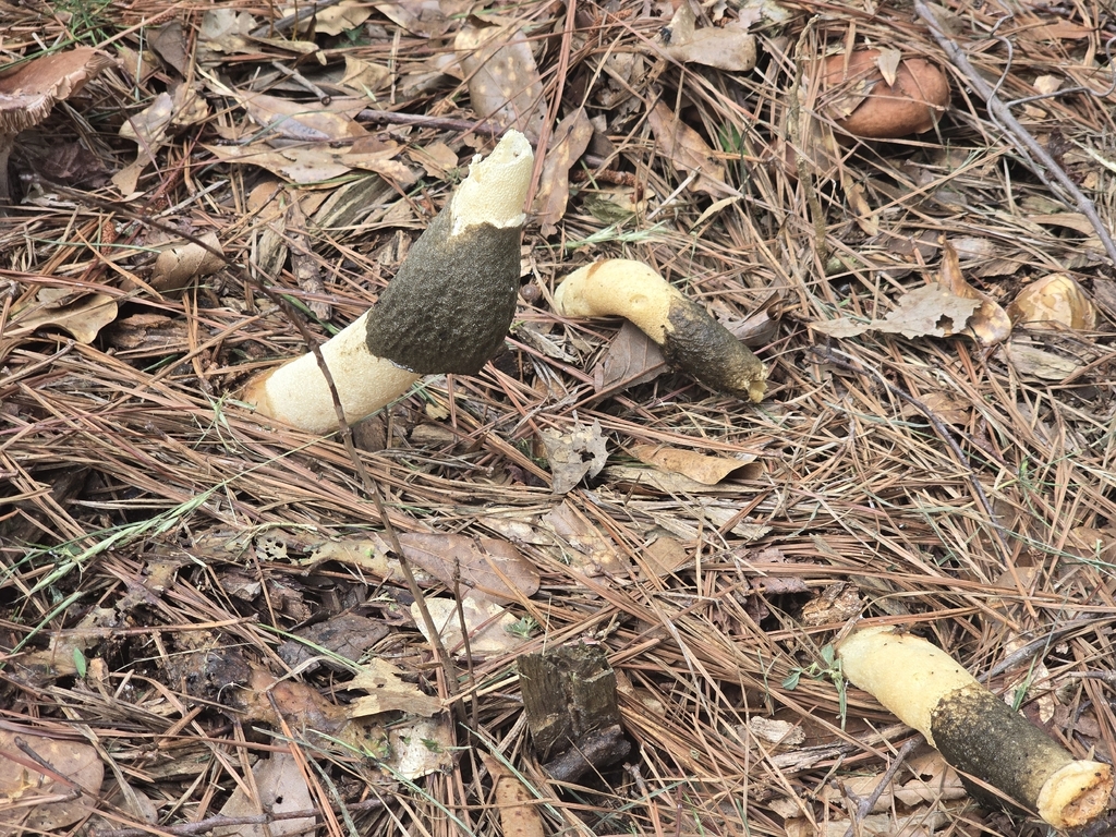 Ravenel's stinkhorn · May 2026 · photo: Photo: no rights reserved · iNaturalist