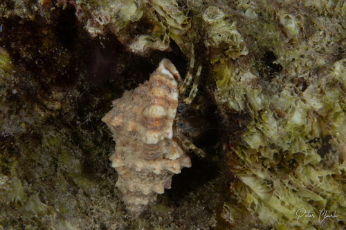 Pagurus hirtimanus observed 2026-05-18
