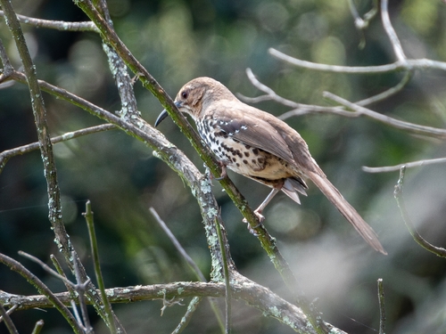 Ocellated Thrasher