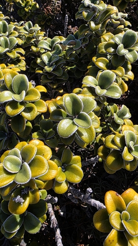 Brachyglottis bidwillii, photograph 2