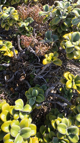 Brachyglottis bidwillii, photograph 3