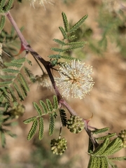 (c) Marie Domokos, some rights reserved (CC BY) Mimosa aculeaticarpa, photograph (c) Marie Domokos, some rights reserved (CC BY)