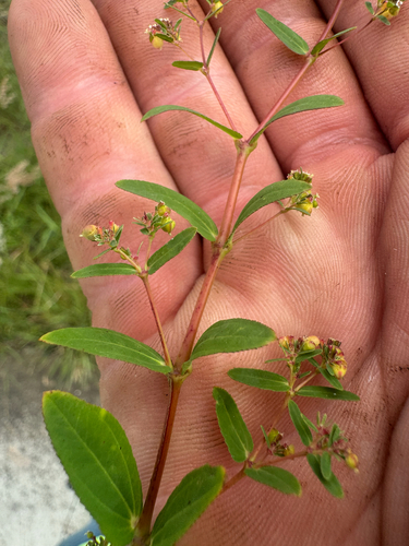 Euphorbia hyssopifolia observed 2026-05-29