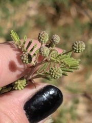 (c) Marie Domokos, some rights reserved (CC BY) Mimosa aculeaticarpa, photograph (c) Marie Domokos, some rights reserved (CC BY)