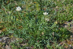 Oxytropis sordida