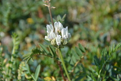 Oxytropis sordida