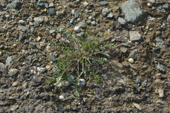 Oxytropis sordida
