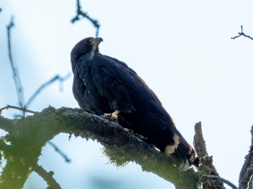 Zone-tailed Hawk