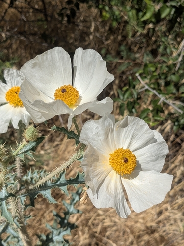 southwestern pricklypoppy (Argemone pleiacantha)