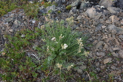 Oxytropis sordida