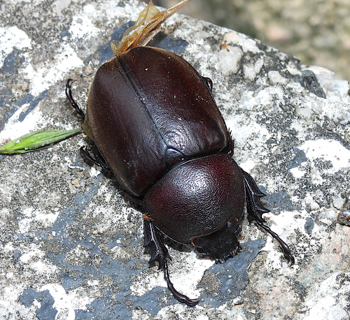 Xylotrupes pauliani