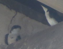 Pygochelidon cyanoleuca