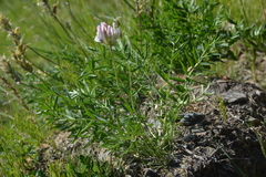Oxytropis sordida