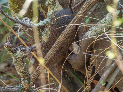white-eared cotton rat