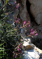 Astragalus sanctus
