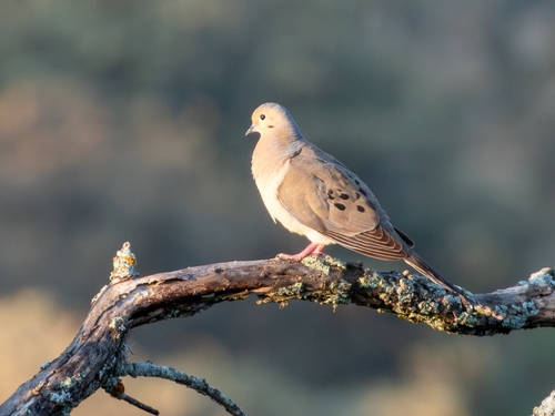 Mourning Dove