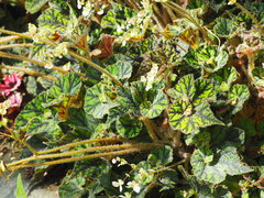 Begonia rex-cultorum