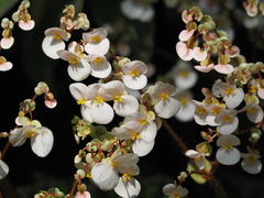 Begonia rex-cultorum