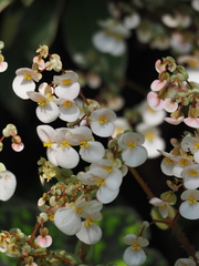 Begonia rex-cultorum
