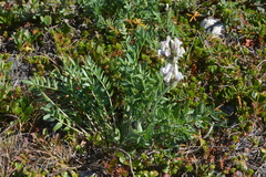 Oxytropis sordida