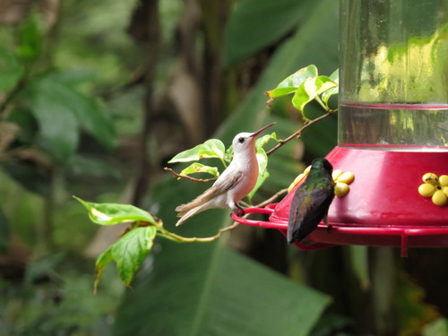 Tobago Copper-rumped Hummingbird photographed in Trinidad and Tobago