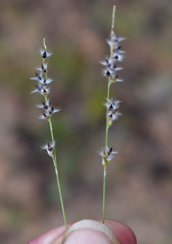 Urochloa holosericea observed 2026-04-04