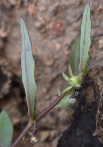Goodenia pilosa observed 2026-04-04