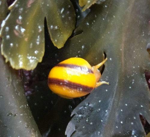 Littorina fabalis