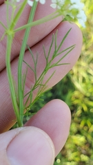 Bifora americana