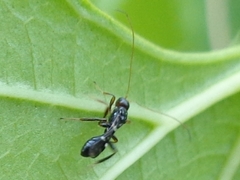 Doryctinae