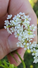 Bifora americana